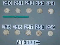 藏品(芋螺貝)的圖片